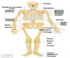 Ανθρώπινος σκελετός. Τα οστά του ανθρώπινου σώματος (ισπανικά)